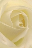 This evocative image draws you into the peaceful embrace of a cream-white rose-a favourite among Shooter's Hill locals for its purity and quiet power. The spiralling petals curve inward with feather-light grace, their textured surfaces matte yet creamy, like the gentle touch of morning mist over the heath. Subtle shadows weave between each fold, lending drama and intimacy that echoes the stillness of a Shooters Hill morning. The rose's outer petals, almost translucent, glimmer softly, hinting at the bloom's fragility and the expert care with which it was arranged. There's an unmistakable sense of reverence and new beginnings that fills the composition, as if each petal carries a blessing meant for moments of sympathy, admiration, or heartfelt celebration. For anyone receiving this floral masterpiece-lovingly handcrafted and delivered by nearby florists-the sensation is both uplifting and soothing, underscored by an almost-there sweetness in the air. Every detail affirms the dedication and finesse nurtured within the Shooter's Hill floral community, where every rose is chosen for the emotions it so beautifully conveys.